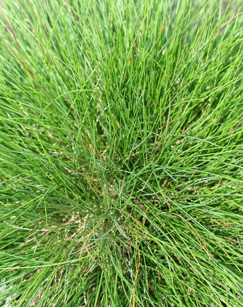 Festuca gautieri `Pic Carlit`